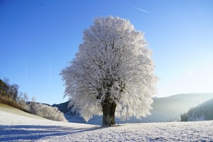 冰心加点(天下手游熊怎么加点)