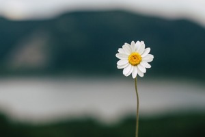 花季传媒每天免费一次在哪下载