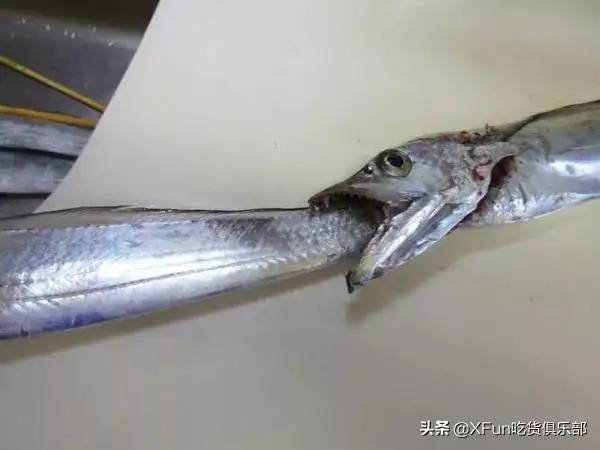 海这么大、浪这么宽，为何带鱼独领风骚？