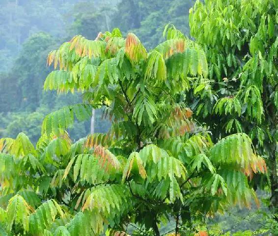 12种名字带有“番”字的植物简述